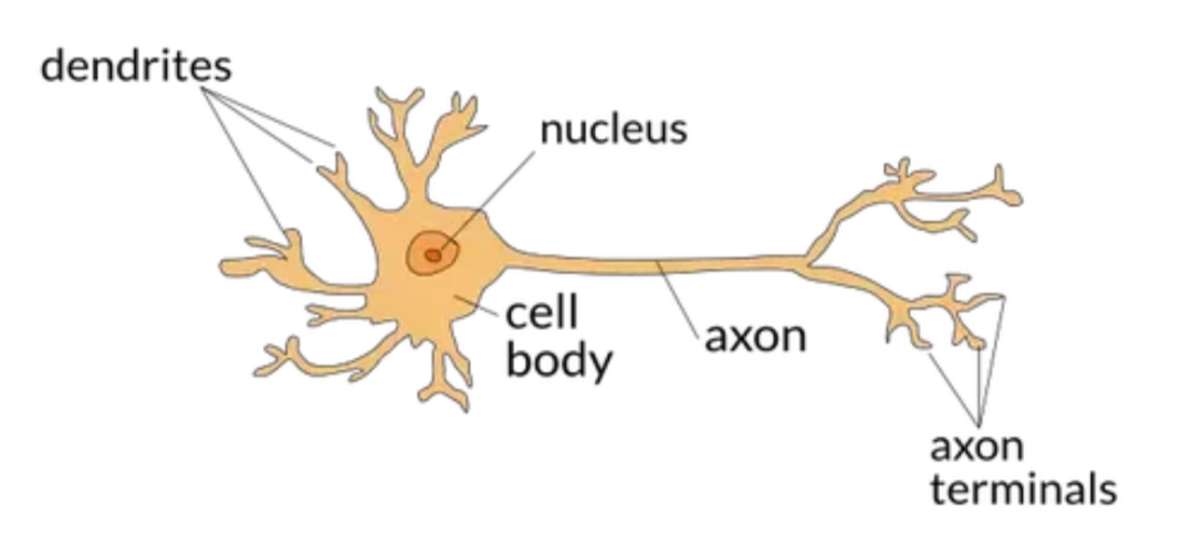 Figure 1. A biological neuron (page 193 of the lecture)